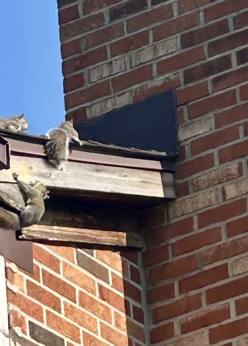 Jack's Nuisance Wildlife Removal Picture 7