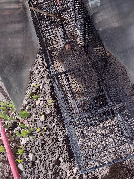 Jack's Nuisance Wildlife Removal Picture 3