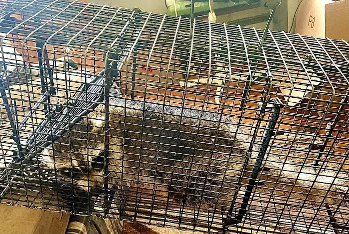 Jack's Nuisance Wildlife Removal Picture 8