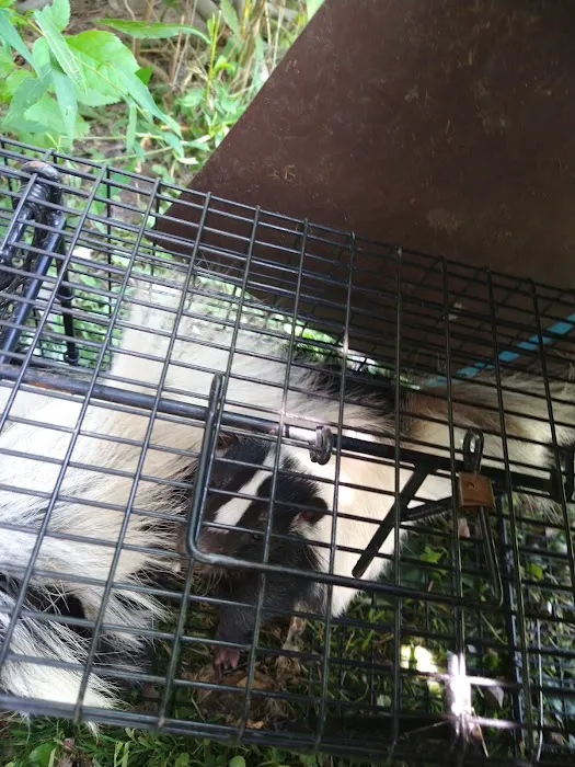 Jack's Nuisance Wildlife Removal Picture 6