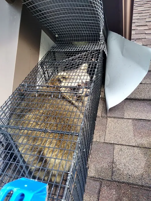 Jack's Nuisance Wildlife Removal Picture 5