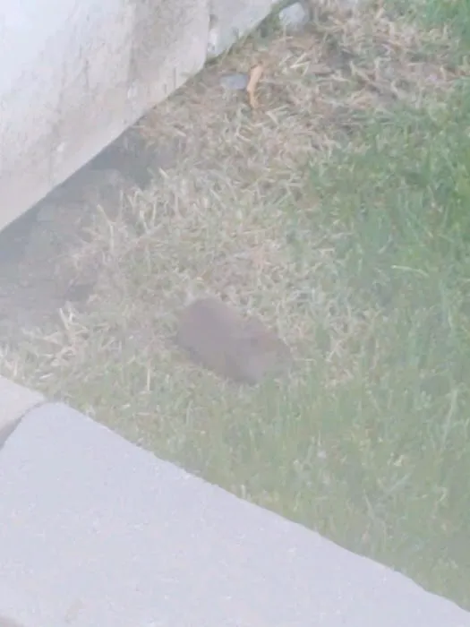 Suburban Pest Control LLC. Picture 4
