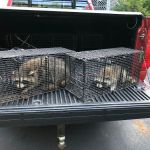 Clays Wildlife & Pest Services