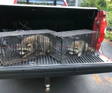 Clays Wildlife & Pest Services