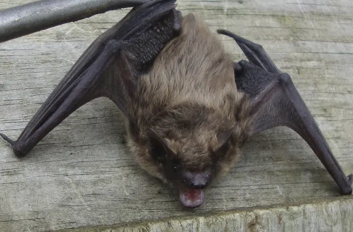 DeBow Wildlife Service Picture 1