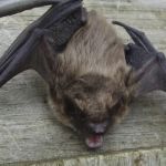 DeBow Wildlife Service