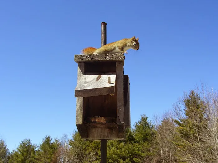 DeBow Wildlife Service Picture 6