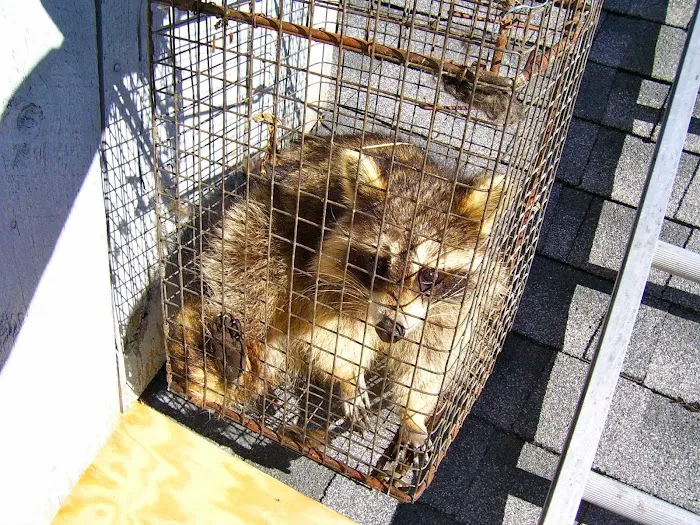 DeBow Wildlife Service Picture 2
