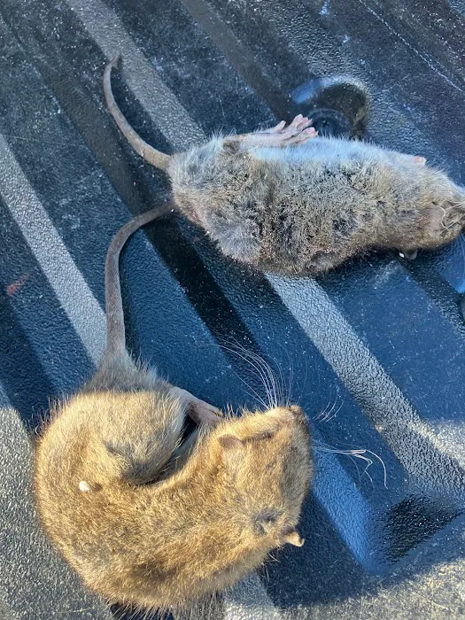 KG Pest Management Picture 2