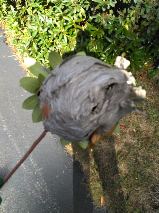 KG Pest Management Picture 1
