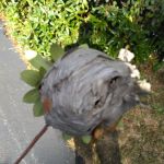 KG Pest Management