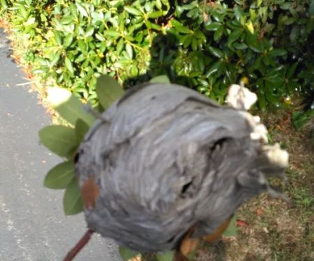 KG Pest Management