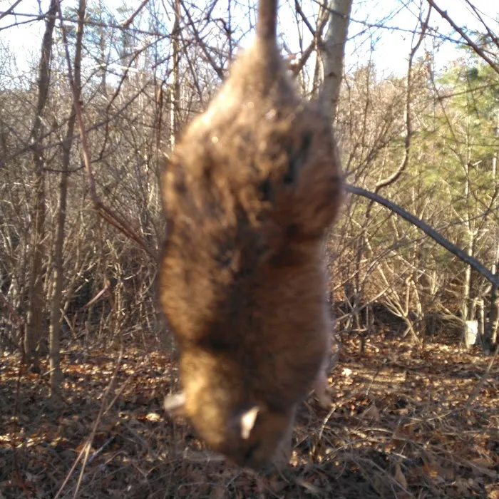 KG Pest Management Picture 7