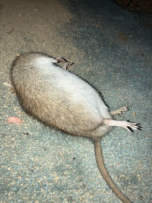 KG Pest Management Picture 10