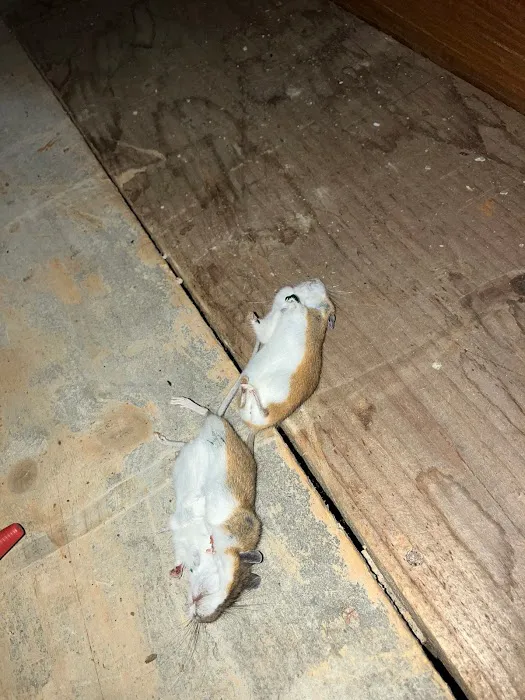KG Pest Management Picture 3