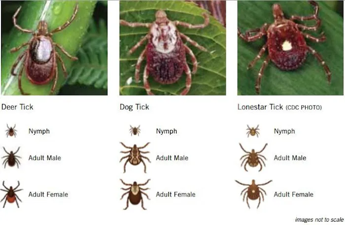 Ranger Pest Services Inc Picture 2