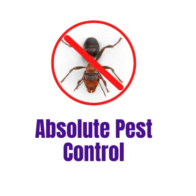 Absolute Pest Control Picture 2