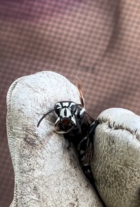 Grenier's Pest Control Picture 2