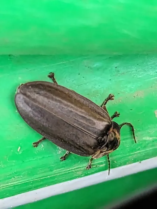 Apex Pest Solutions Picture 3