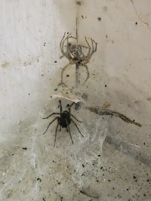 Apex Pest Solutions Picture 10
