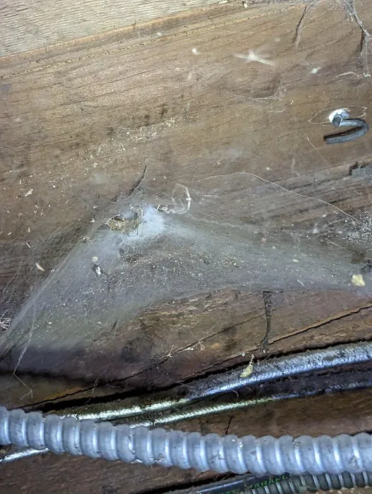 Apex Pest Solutions Picture 1