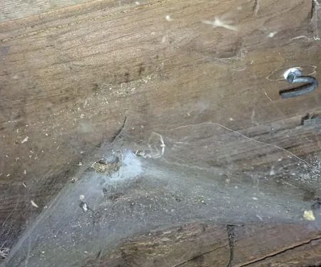Apex Pest Solutions