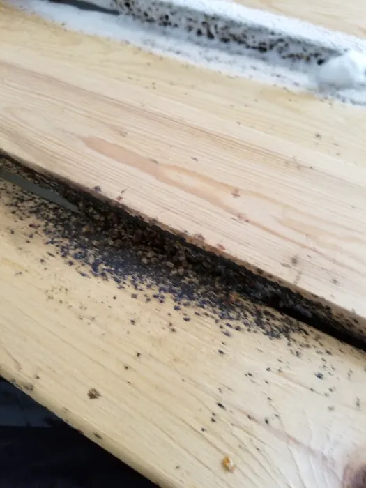 Brochu Pest Solutions Picture 2