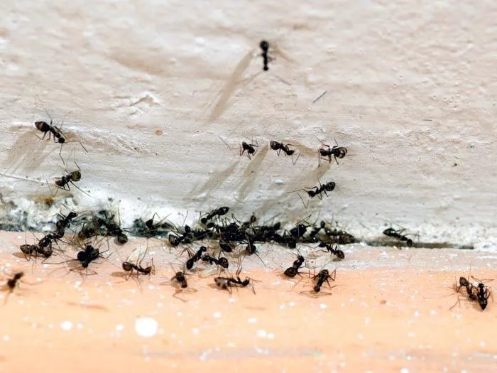 Cornerstone Pest Control LLC Picture 4