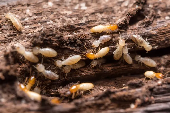 Cornerstone Pest Control LLC Picture 10