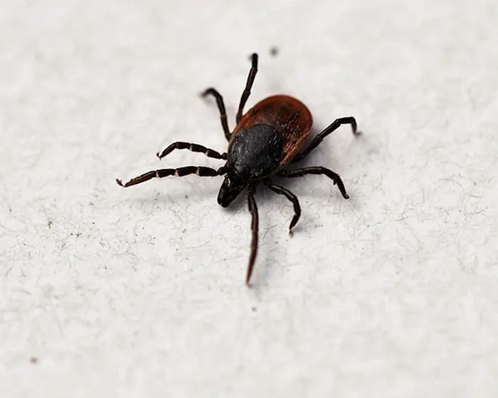 Cornerstone Pest Control LLC Picture 7