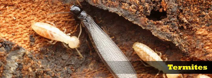 Braman Termite & Pest Elimination Picture 2
