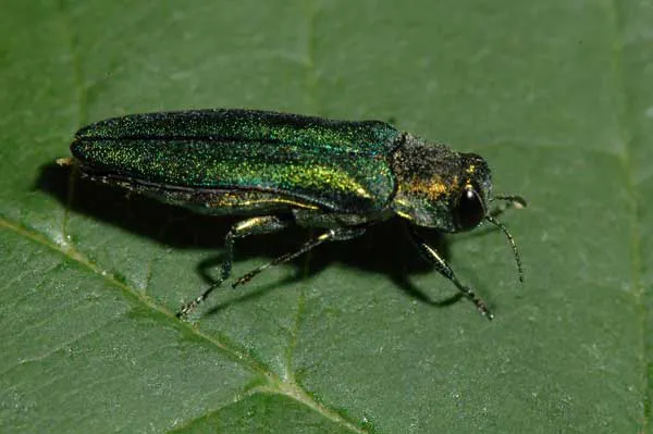 A1 Exterminators | Pest Control Solutions Picture 3