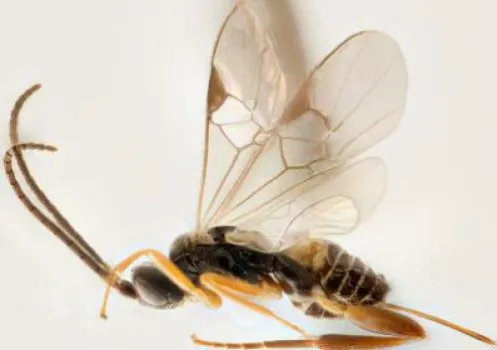 A1 Exterminators | Pest Control Solutions Picture 4