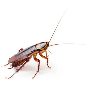 A1 Exterminators | Pest Control Solutions Picture 5