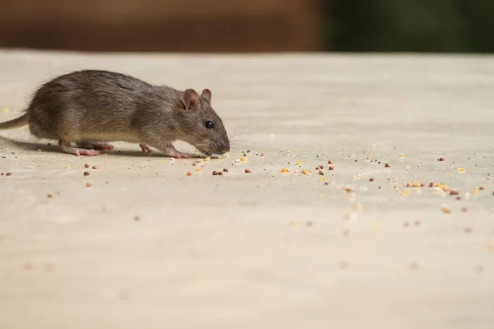 Waltham Pest Services Picture 5