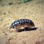 Waltham Pest Services