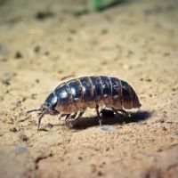 Waltham Pest Services ico