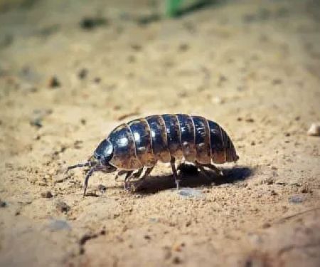 Waltham Pest Services