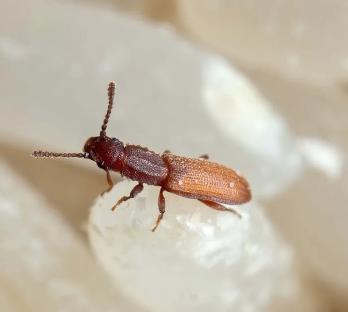 Waltham Pest Services Picture 8