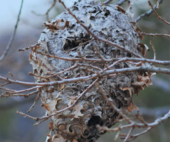 Modern Pest Services Picture 7