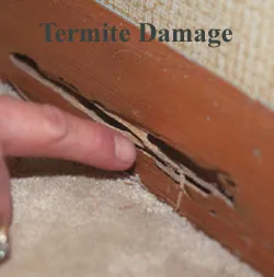Security Pest Elimination Picture 1