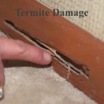 Security Pest Elimination