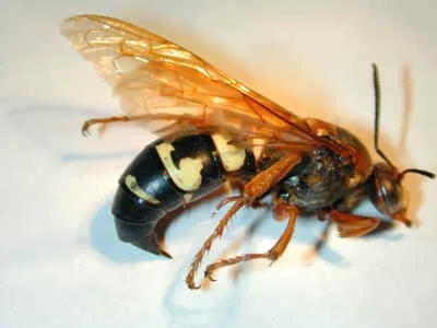 Security Pest Elimination Picture 3