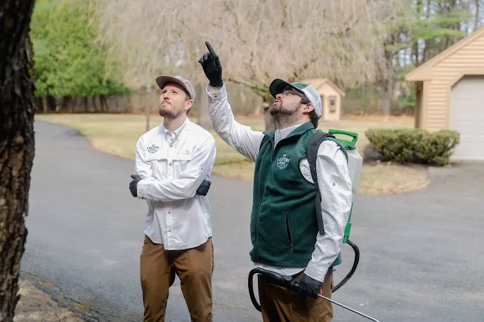 Eastern Pine Pest Control Picture 2