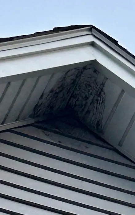 Eastern Pine Pest Control Picture 3