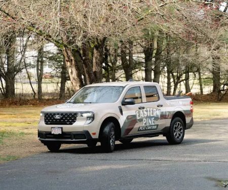 Eastern Pine Pest Control