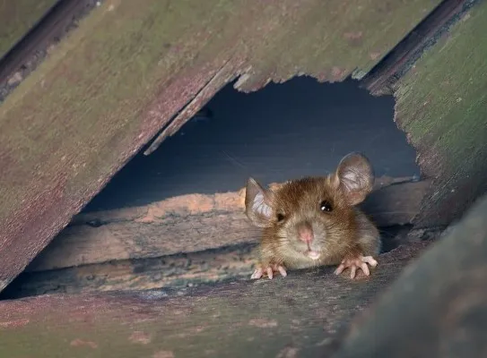 Andover Pest Control Inc. Picture 2