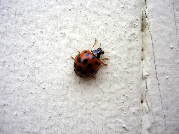 A1 Exterminators | Pest Control Solutions Picture 3