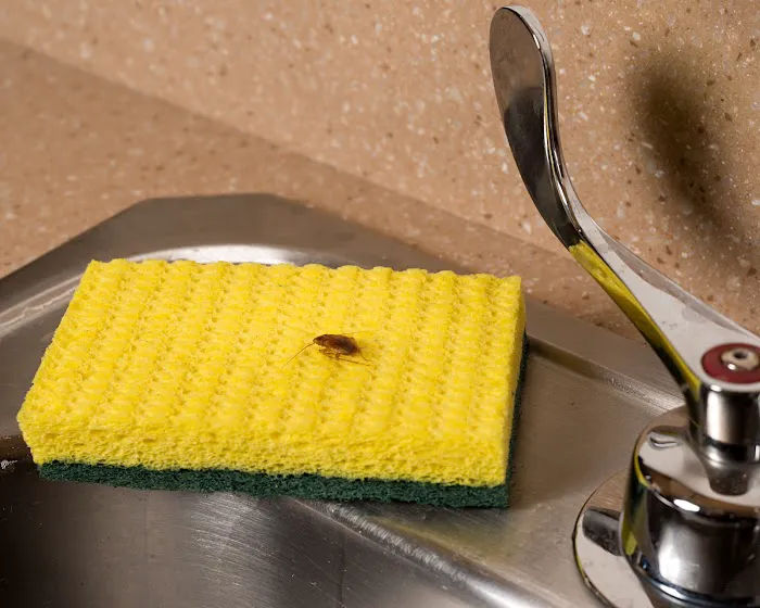 A1 Exterminators | Pest Control Solutions Picture 7