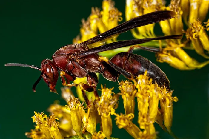 A1 Exterminators | Pest Control Solutions Picture 9